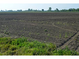 Property photo 71 - LAND AUCTION - 215+/- ACRES OFFERED IN 6 TRACTS IN VAN WERT COUNTY, OHIO